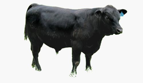 angus-cow-sos-hayvancilik